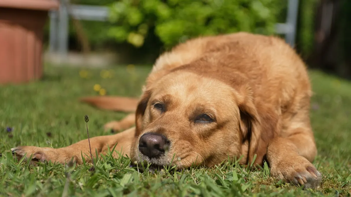 A close-up of a Labrador Retriever peacefully resting on grass.