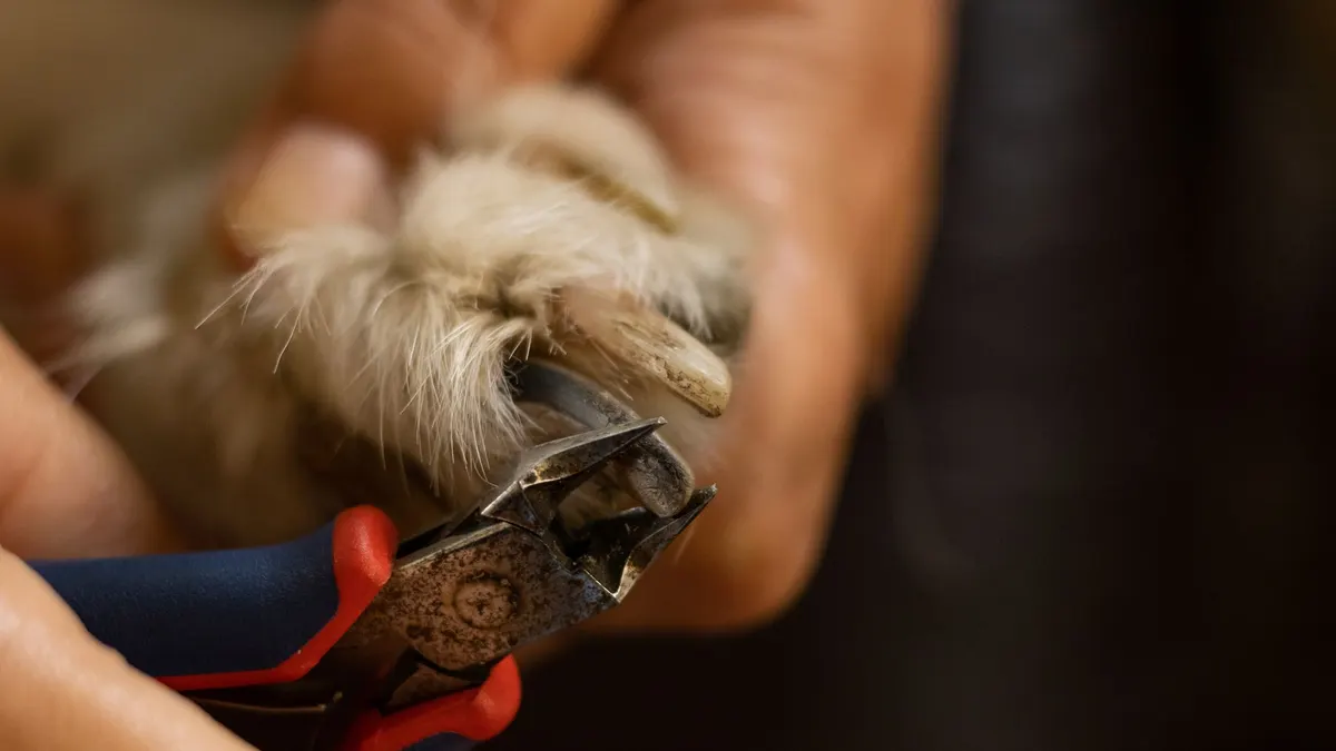 Detailed close-up of a dog's nail being trimmed with clippers.