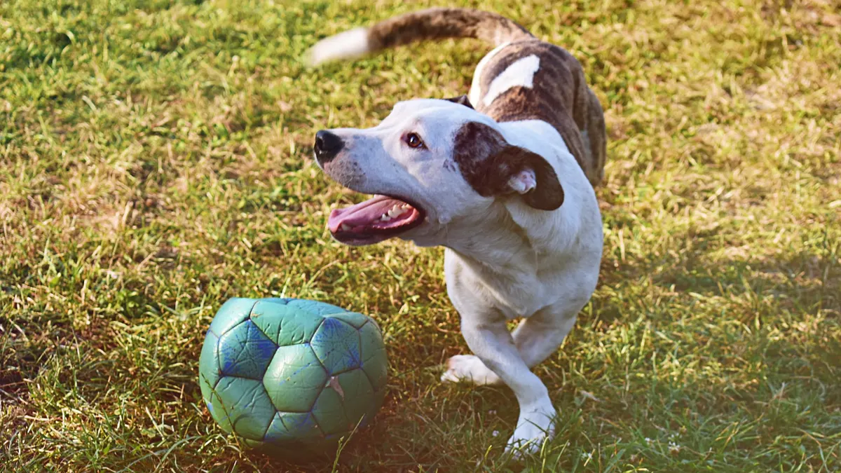 A joyful dog playing with a soccer ball on a grassy field during the day.