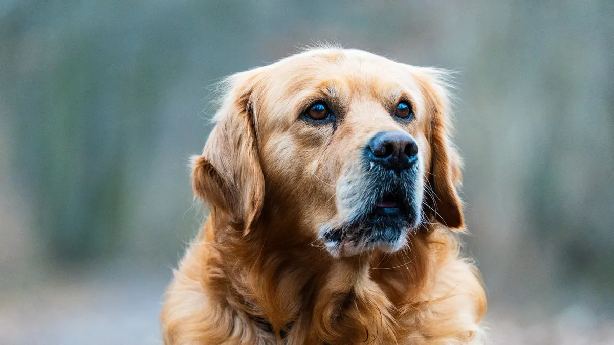 Close-up of a Golden Retriever looking attentively outdoors. Ideal for pet lovers and animal-themed projects.