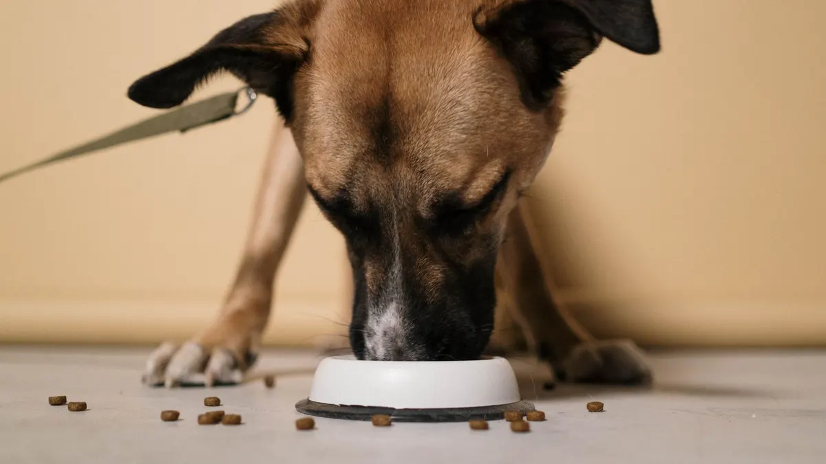 A close-up of a brown dog eating kibble from a white bowl indoors.