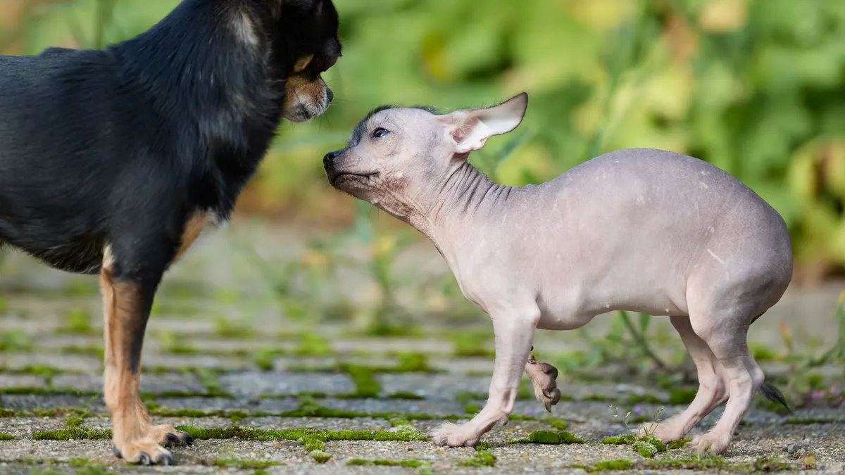 Adorable encounter between a Chihuahua and a Xoloitzcuintli puppy on a mossy path.