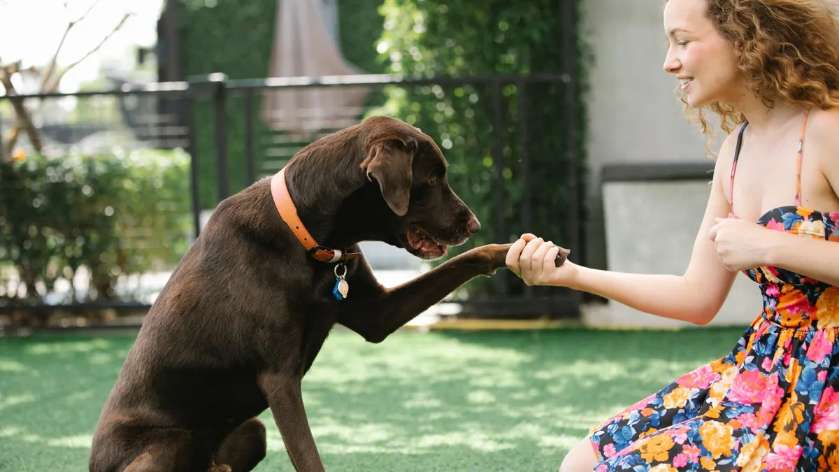 Side view of crop smiling female in sundress with floral ornament holding paw of pointing dog in courtyard