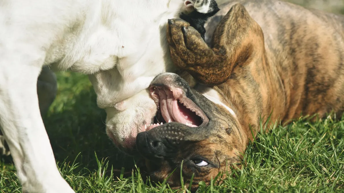 Two dogs having a playful wrestling match on the green grass outdoors.