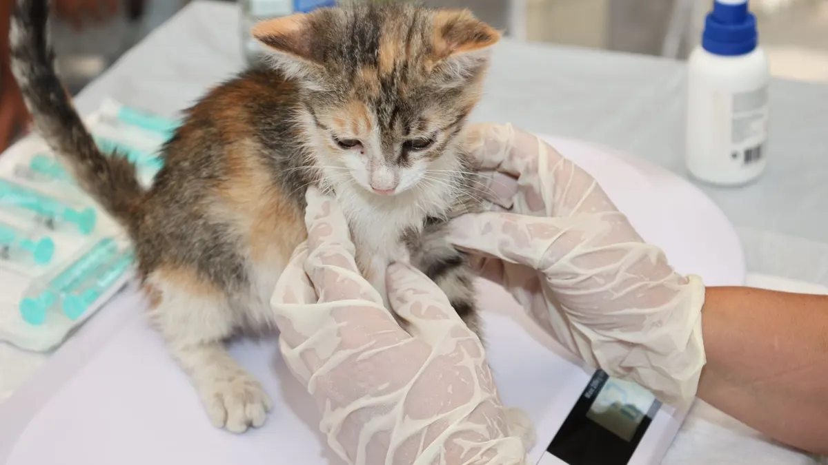 Kitten receiving veterinary care on a table. Gloves and syringes visible.