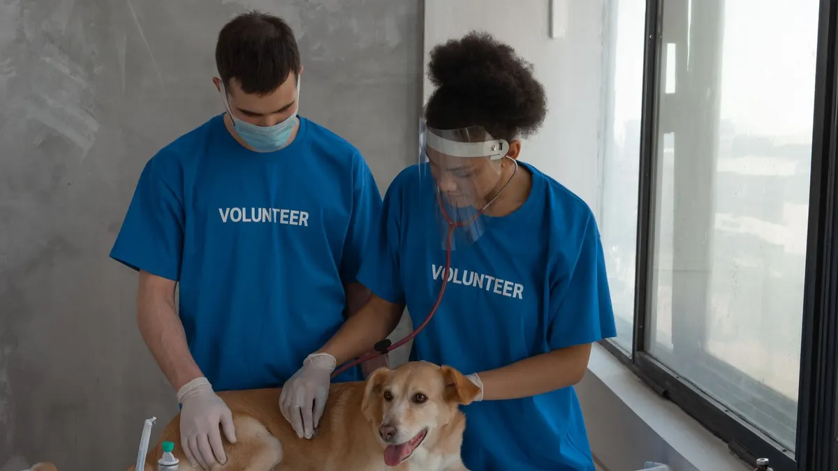 Volunteers conducting a health check-up on a dog in a clinic setting.