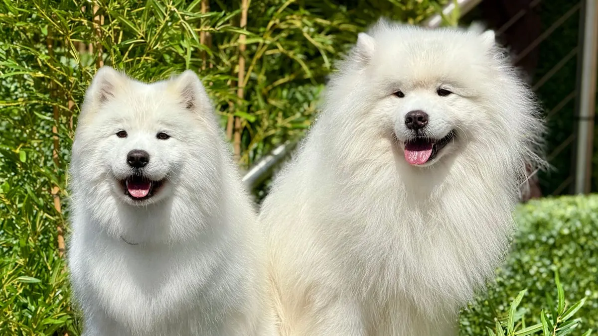 Two fluffy Samoyed dogs happily sitting together in a sunny garden.