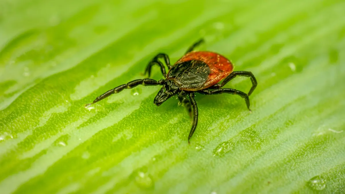 Close-up of a tick on a leaf, showcasing intricate details in natural setting.