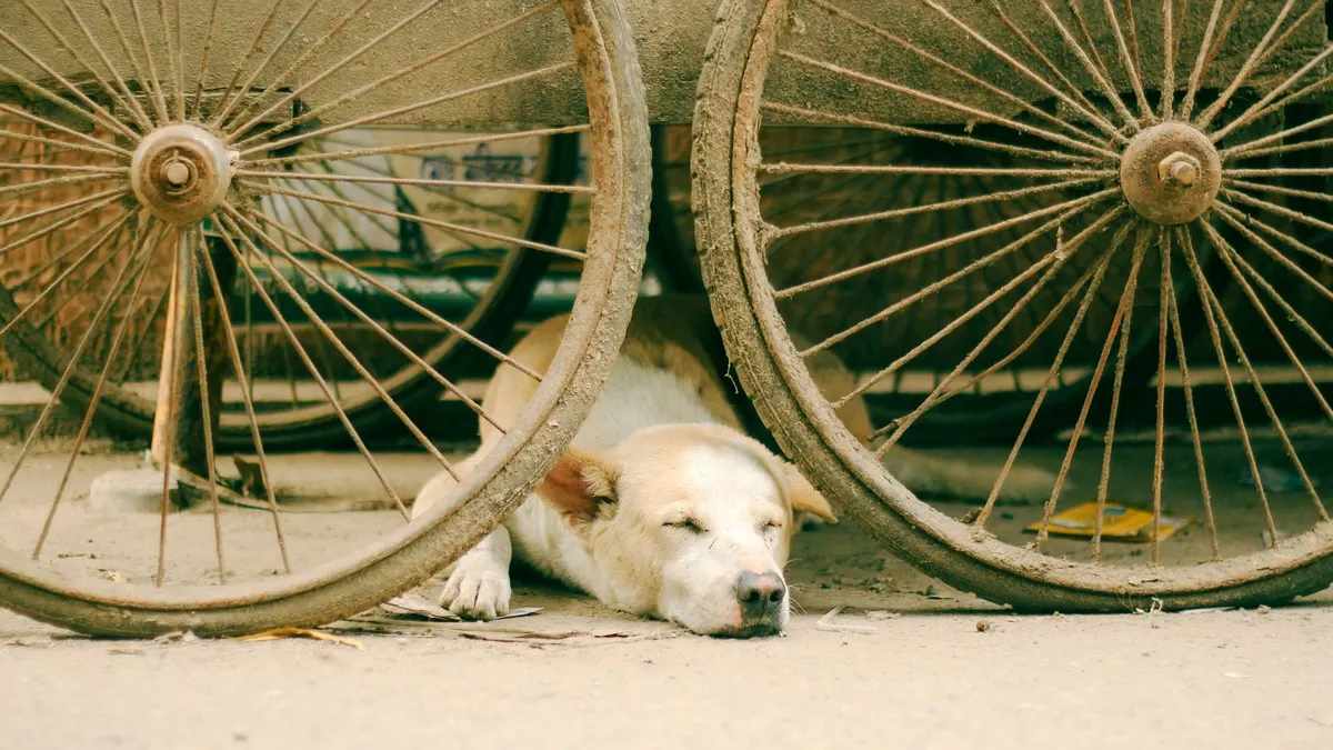 A calm dog rests peacefully under the wheels of a rustic cart on a street.