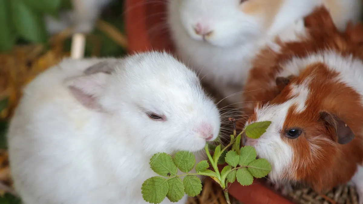 Cute rabbits and a guinea pig feeding on a green plant, enjoying their meal together.