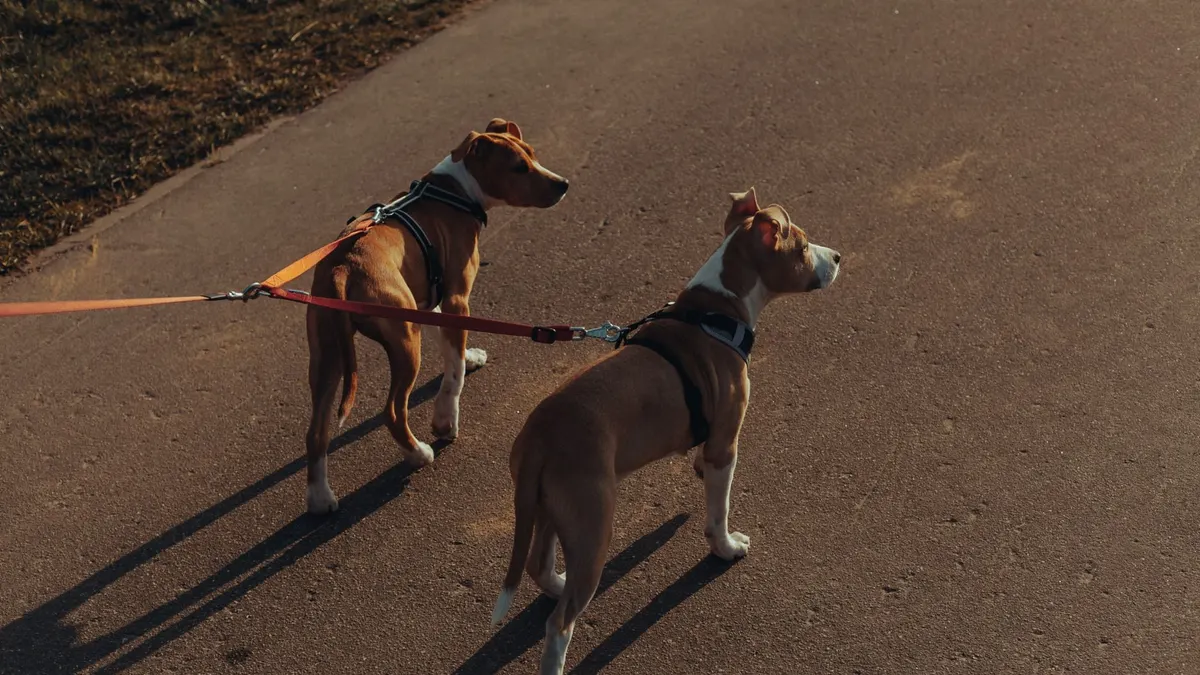 From above of pair of similar purebred Plummer Terrier dogs with double leashes standing on asphalt path in park
