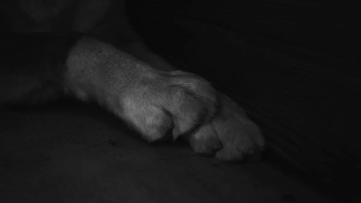 Artistic monochrome close-up of dog paws resting, conveying calm and serenity.