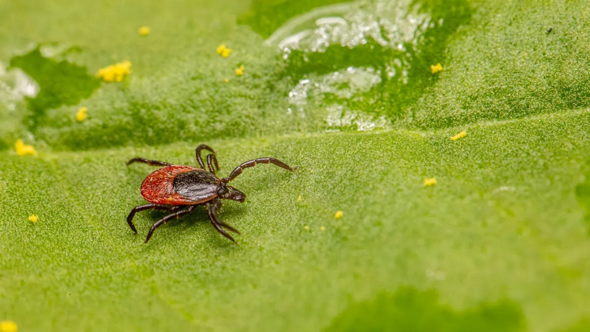 Close-up of a castor bean tick on a green leaf, highlighting its detail and vivid colors.