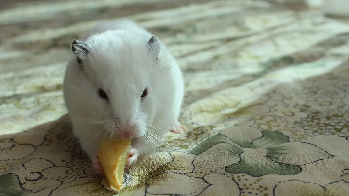 Adorable white hamster enjoys a snack on floral patterned fabric in Istanbul.