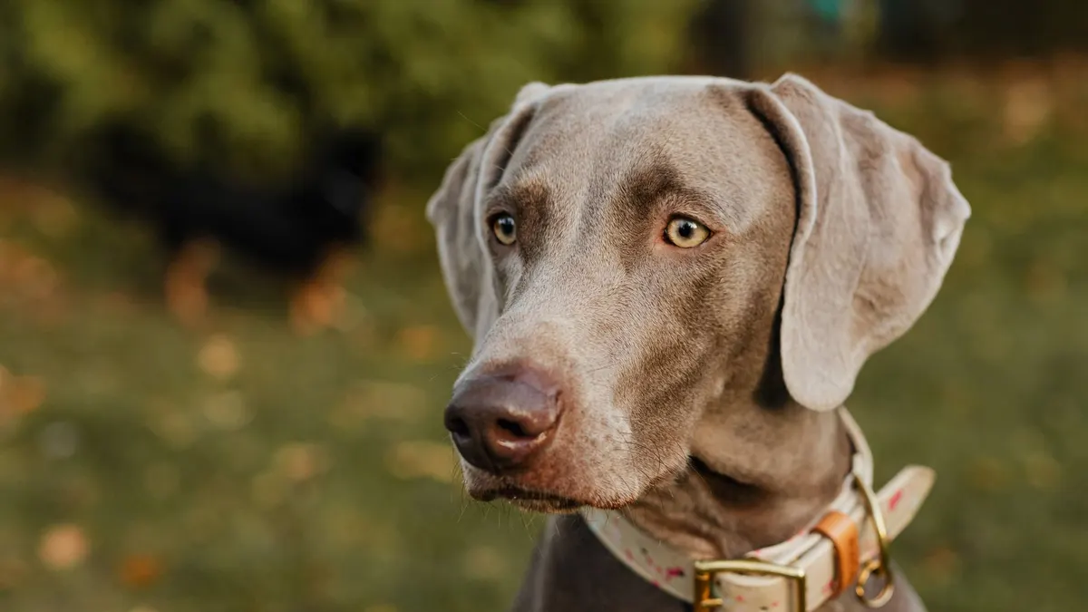 A detailed close-up portrait of a Weimaraner dog wearing a collar, set in an outdoor environment.