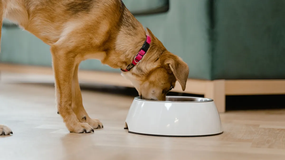 A domestic dog wearing a pink collar eats from a white bowl inside a home.