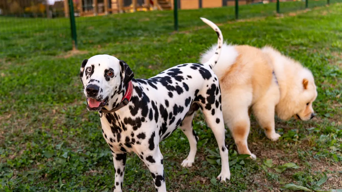 Dalmatian and Chow Chow dogs playing outside on grassy field in Garešnica, Croatia.