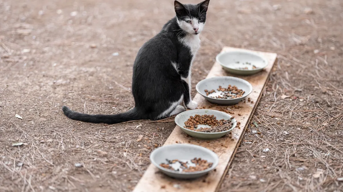 Stray black and white cat sits beside bowls of food on a wooden plank outdoors.