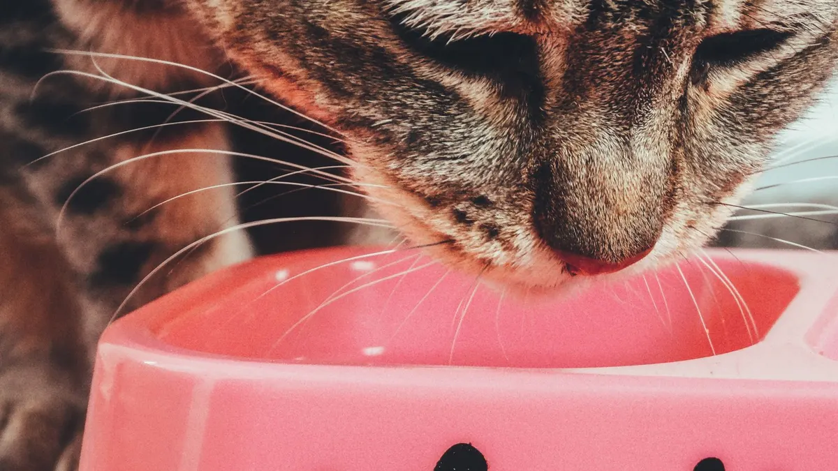 A cute tabby cat enjoys a meal from a pink bowl. Perfect for pet lovers.