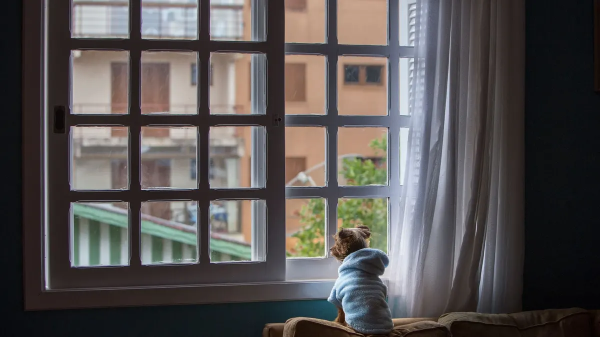 Back view of adorable Yorkshire Terrier dog in bathrobe sitting on sofa headboard and looking out lattice window at home