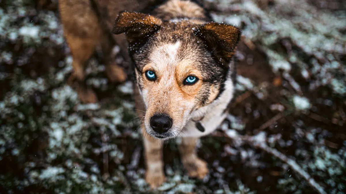 Close-up of a blue-eyed dog in a snowy forest, showcasing its unique stare.