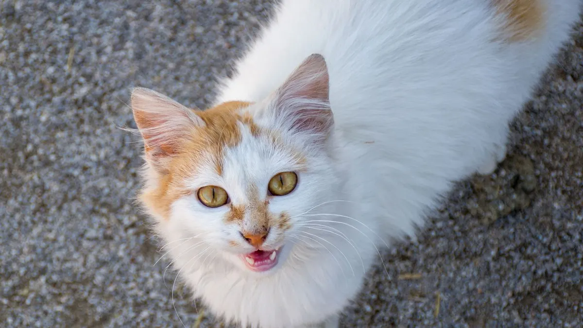 Charming white and ginger cat meowing on gravel in Çelemli, Adana, Türkiye. Perfect for animal portraits.