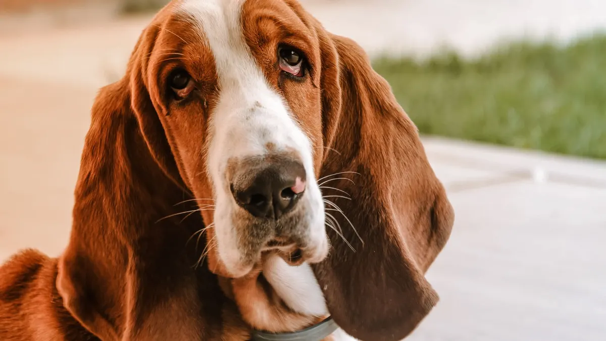 Charming basset hound dog with long ears lounging in a sunny garden in Serbia.