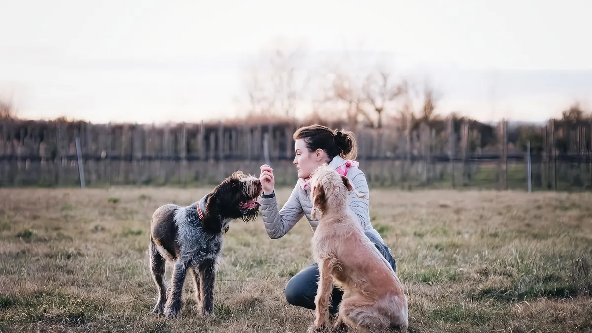 A woman interacts with two dogs in a grassy field, showcasing training and companionship.