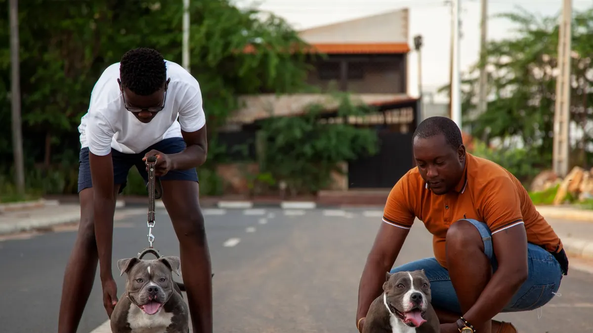 Two men walking muscular pitbull dogs on an urban street, showcasing companionship and outdoor activity.