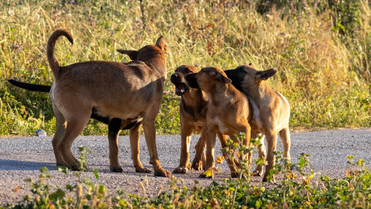A group of stray dogs interacting on a sunny day in a natural setting, showcasing animal social behavior.