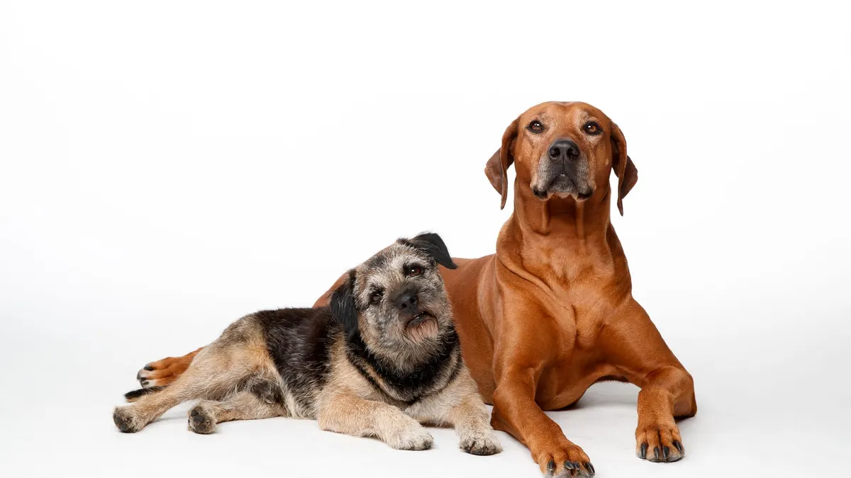 Border Terrier and Rhodesian Ridgeback together in a studio shoot. Perfect for animal lovers.