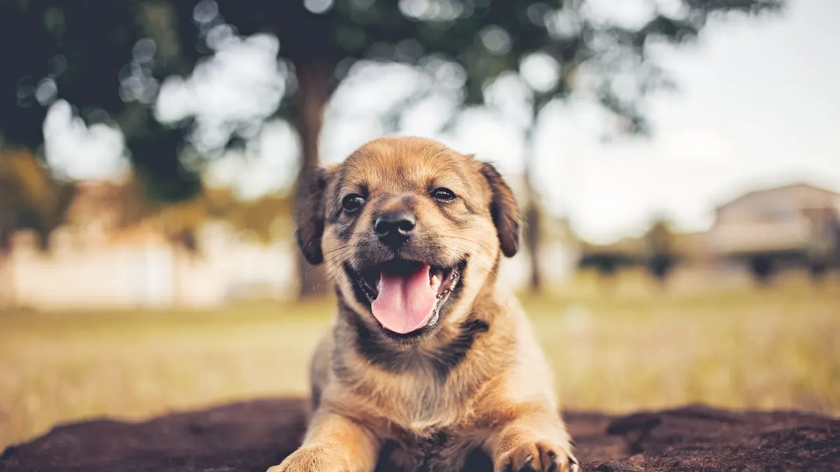 A cute and happy puppy lying on the ground with a cheerful expression outdoors.