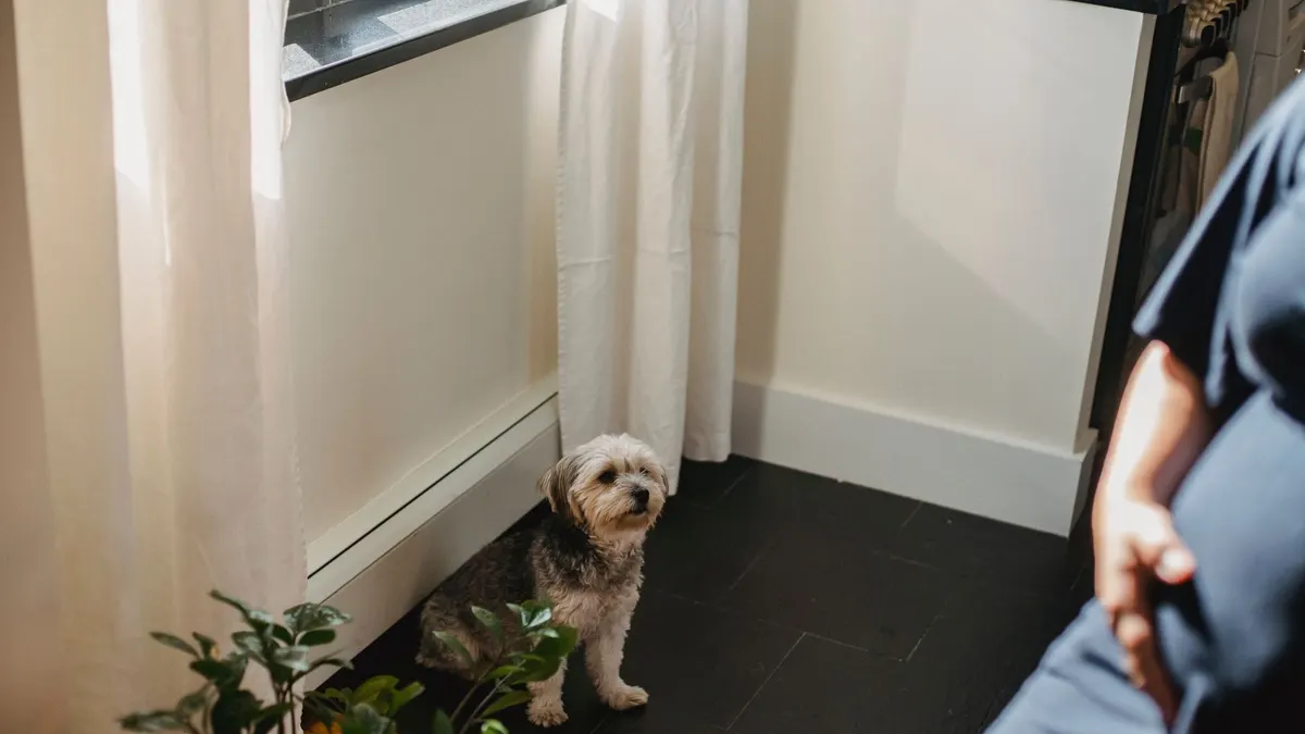 From above of calm Yorkshire terrier sitting at floor and looking at anonymous pregnant female resting on chair in cozy apartment in daytime