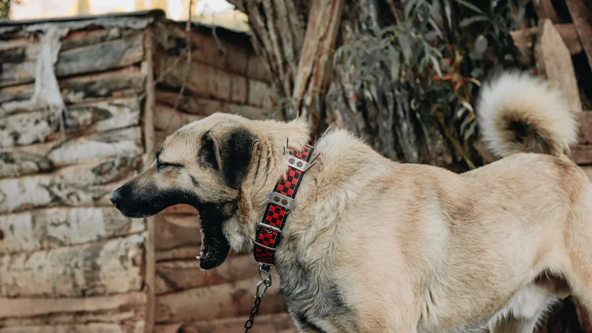 A Kangal dog with a spiked collar yawning in a rustic outdoor setting.