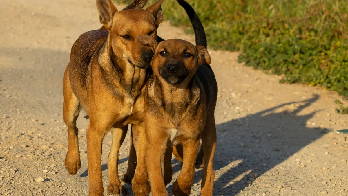 Pair of brown dogs walking closely together on a sunlit dirt path surrounded by greenery.