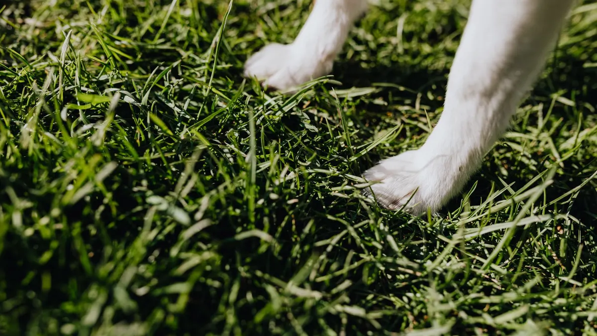 White front paws of little dog standing on green grass lawn in park on sunny summer day