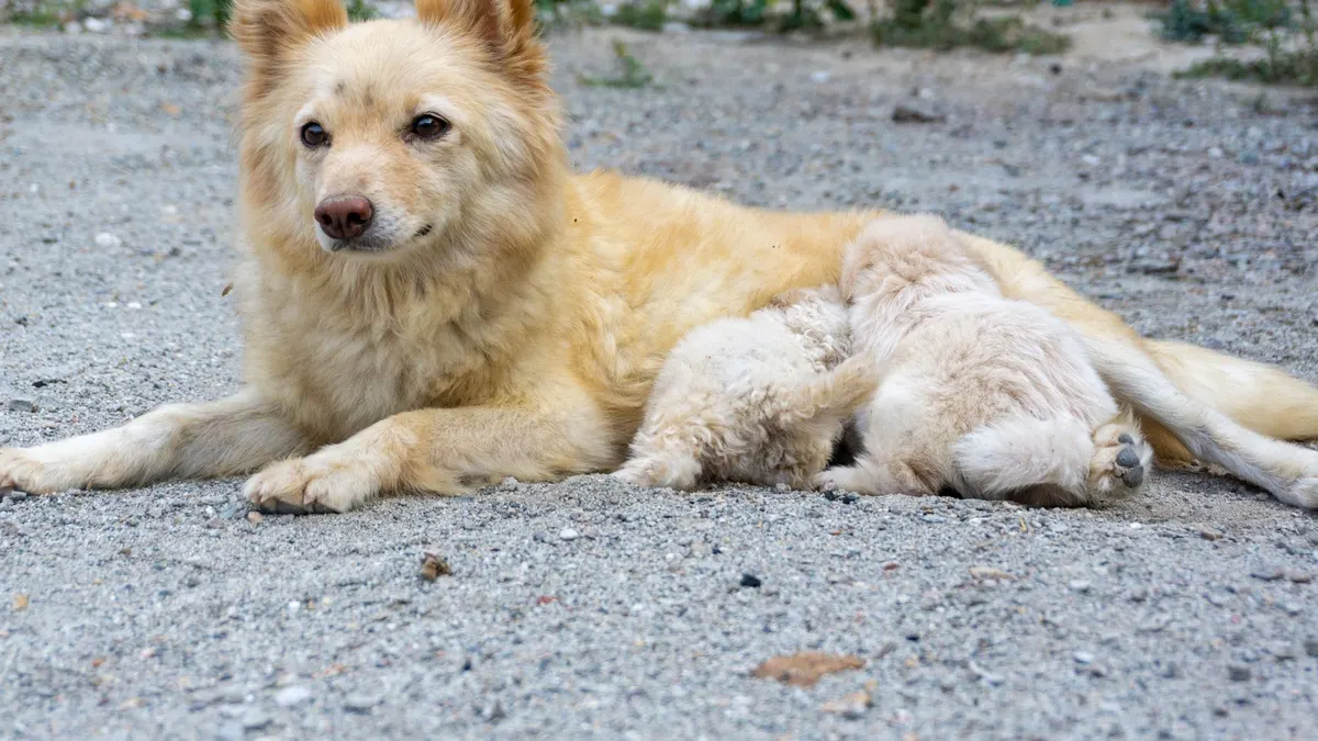 A mother dog lies on a gravel ground while nursing her puppies in an outdoor rural area.