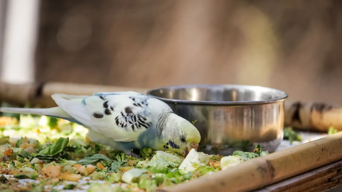 Vibrant parakeet enjoying fresh vegetables from a bamboo tray outdoors.