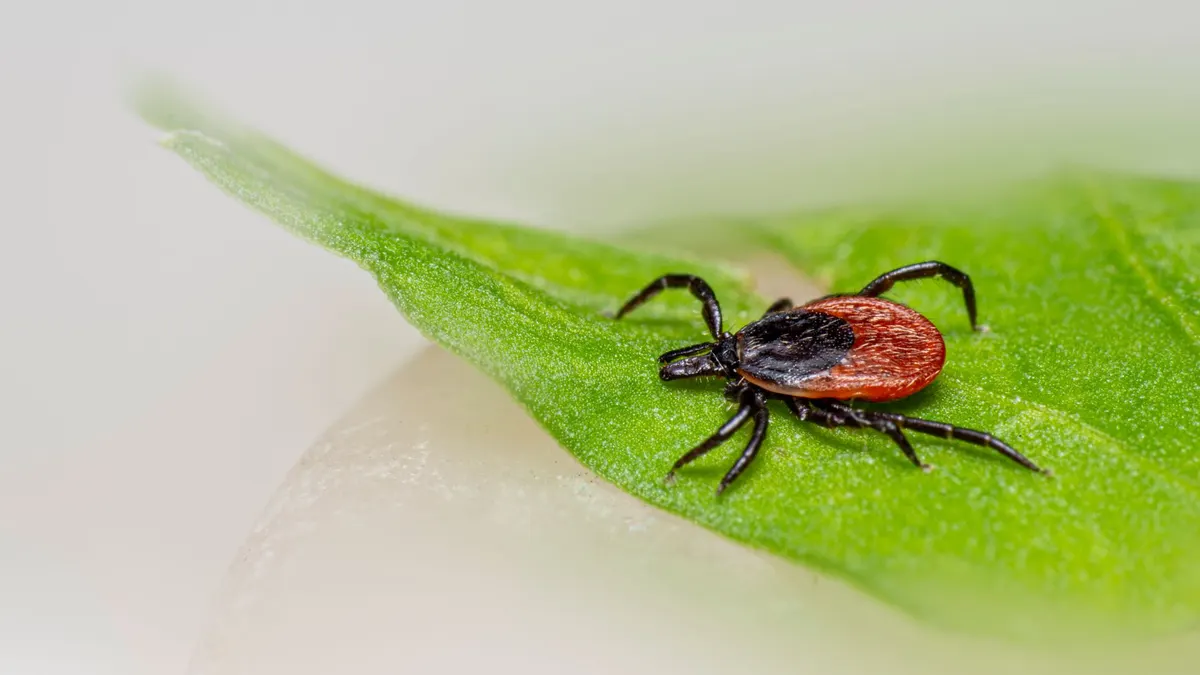 Close-up of a castor bean tick (Ixodes ricinus) on a green leaf, highlighting details and textures.