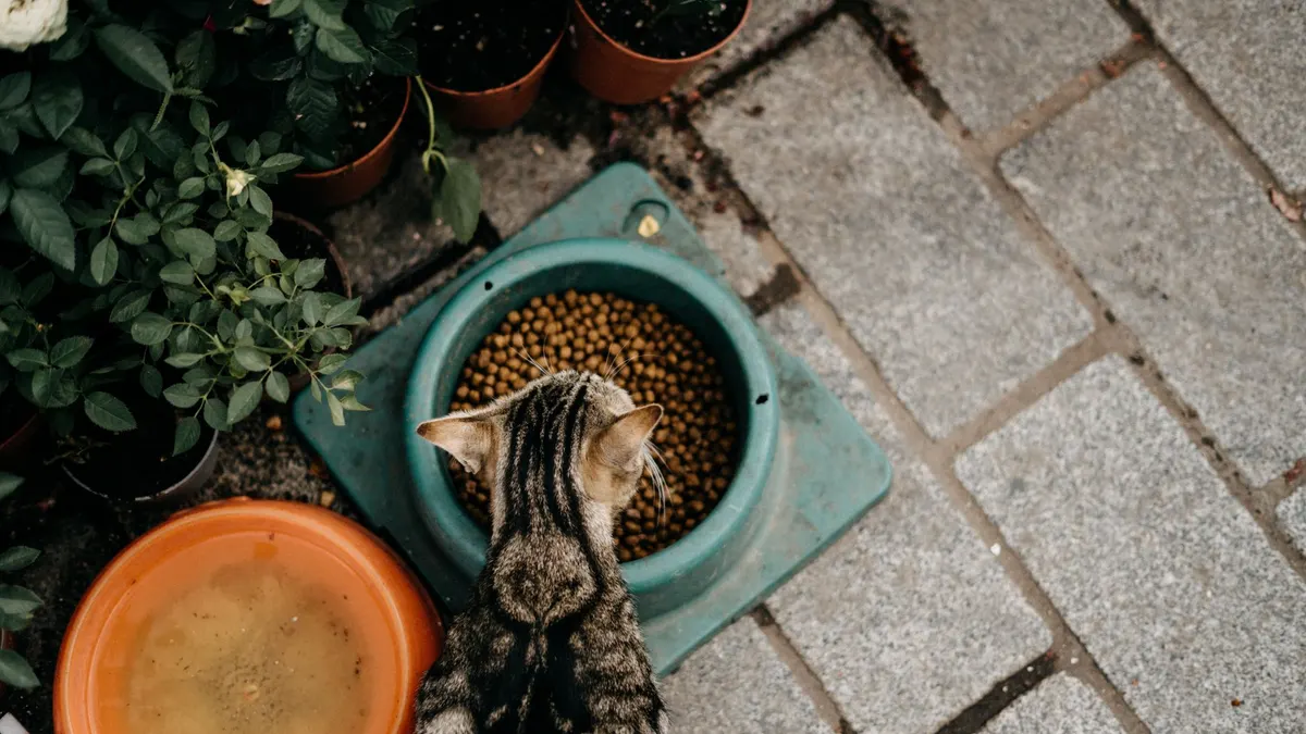 Overhead view of a tabby cat eating dry food next to potted plants.