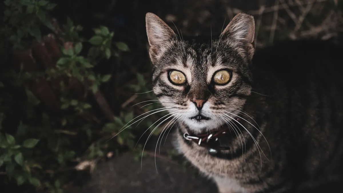 A curious tabby cat with striking yellow eyes and prominent whiskers, captured outdoors in Istanbul, Turkey.
