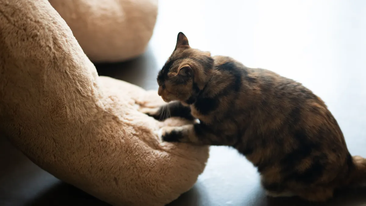 Tabby cat kneading a plush toy indoors, showcasing playful and endearing behavior.