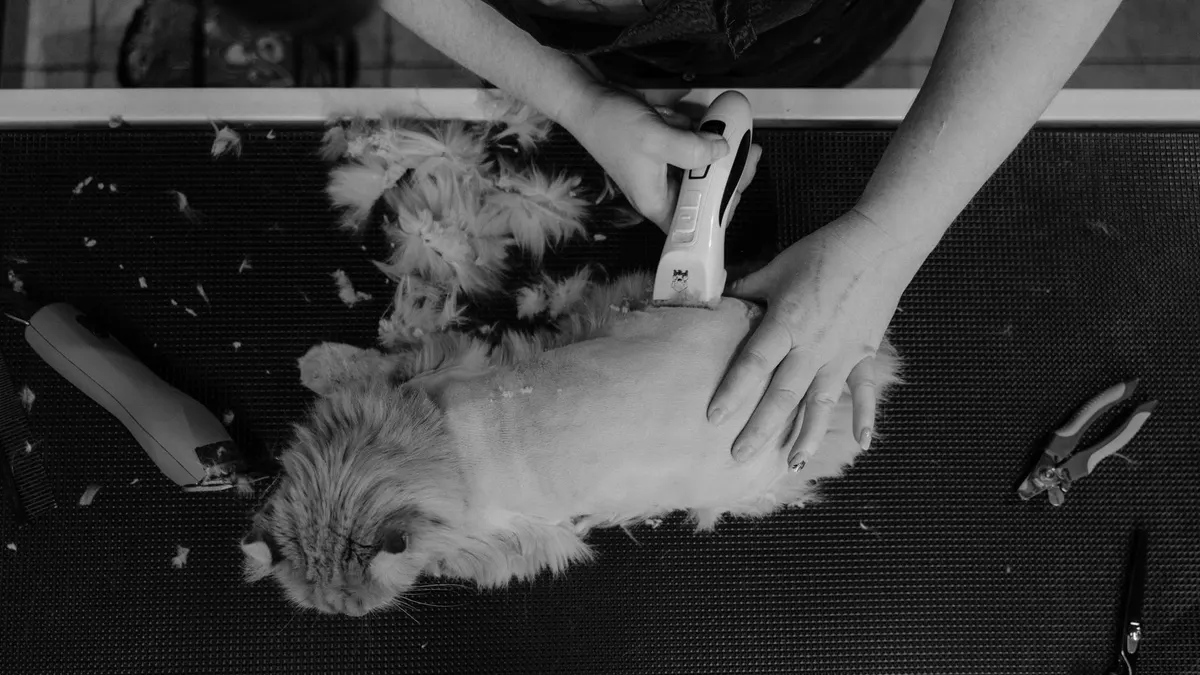 Overhead shot of a cat being groomed by a professional groomer, captured in monochrome.