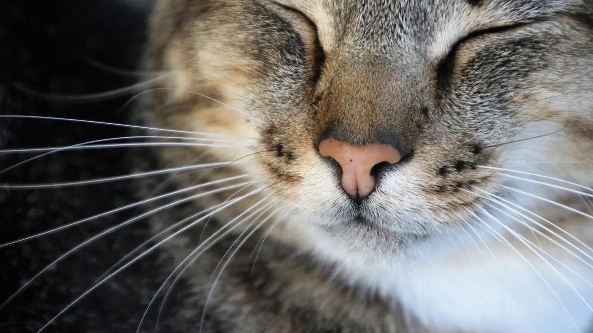 Adorable close-up of a tabby cat's face with closed eyes and prominent whiskers.