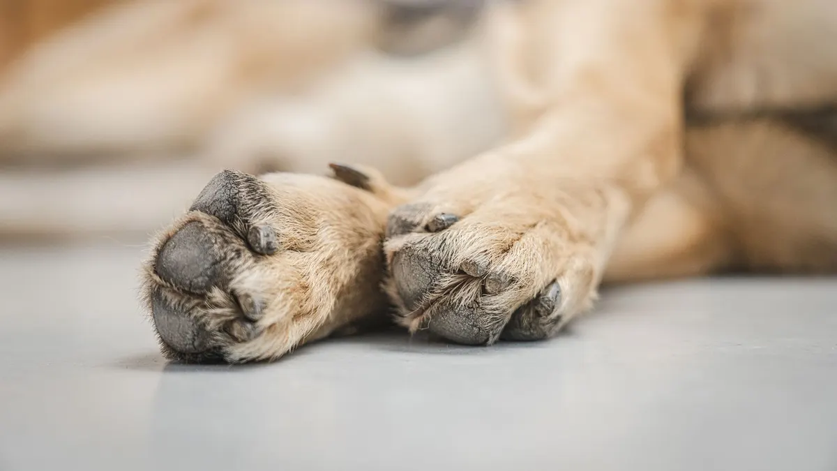 A close-up view of a German Shepherd's paws resting on a smooth white floor, capturing texture and detail.