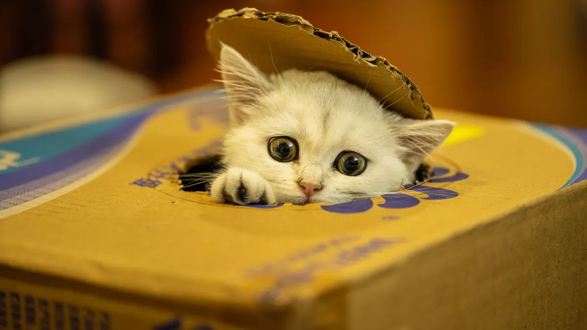 Adorable white kitten peeking out of a cardboard box with playful eyes.