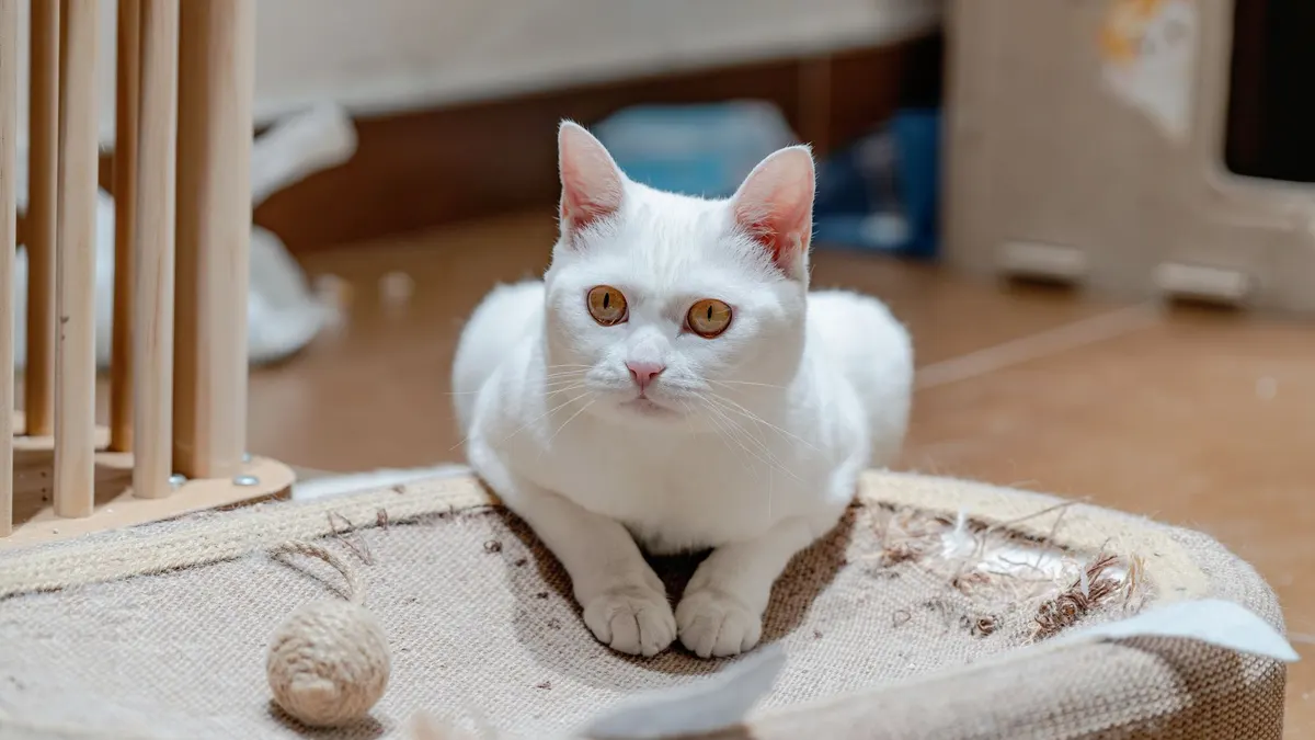 A serene white cat with amber eyes rests on a scratching pad indoors, showcasing calm and elegance.