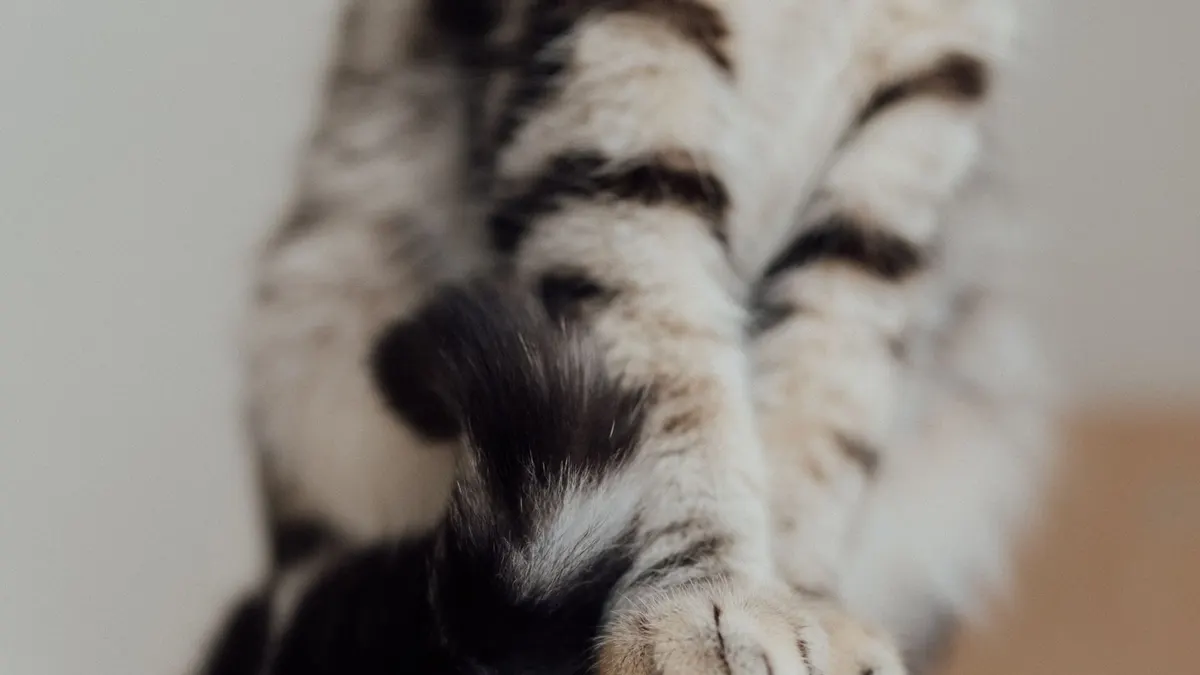 Close-up of a feline's furry striped paw and tail on a soft surface.