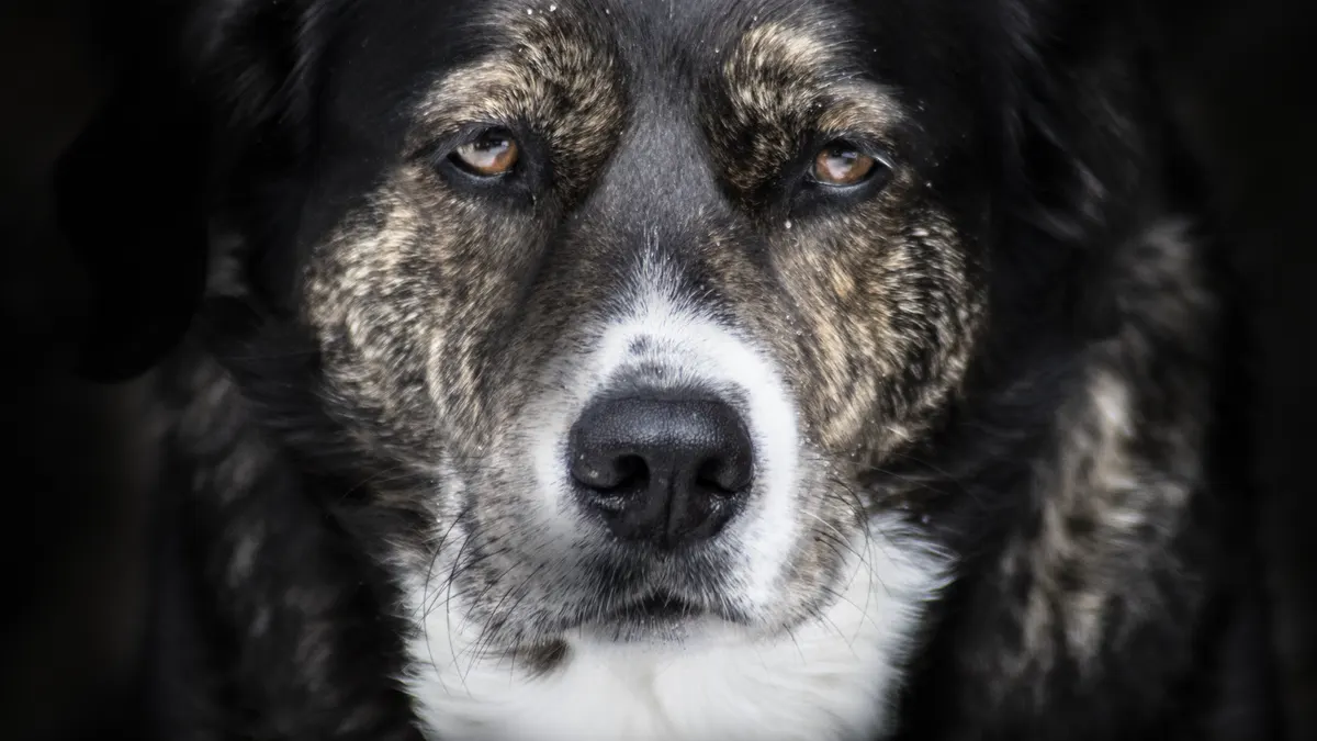 A striking close-up of a dog's face, capturing its gentle and soulful expression.