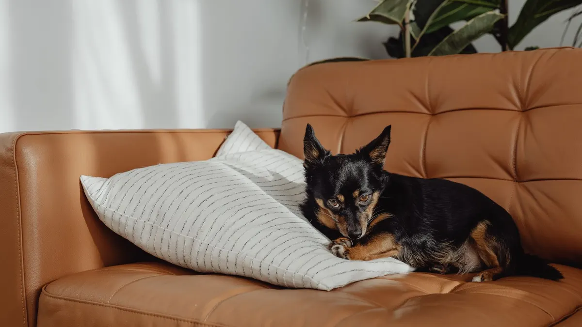 Cute Chihuahua lying on a leather sofa with a pillow, cozy home setting.